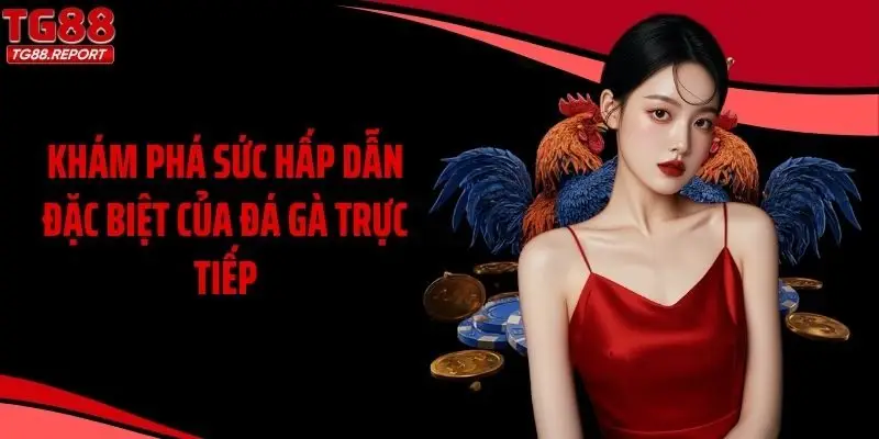 Khám phá sức hấp dẫn đặc biệt của đá gà trực tiếp